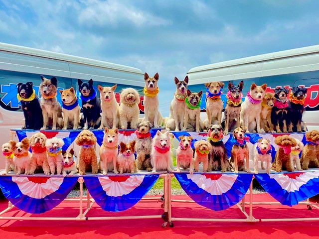わんわん大サーカスの紹介写真