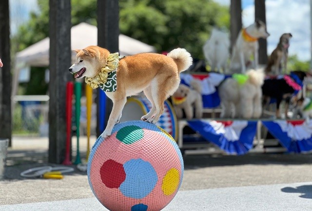 わんわん大サーカスの紹介写真