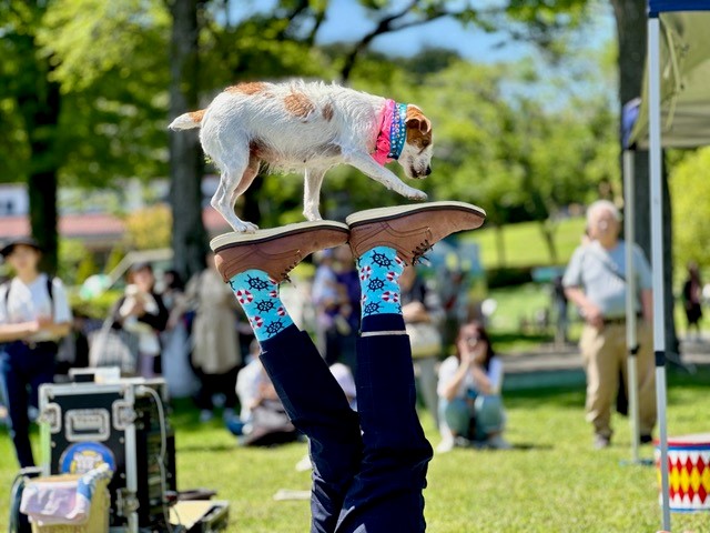 わんわん大サーカスの紹介写真