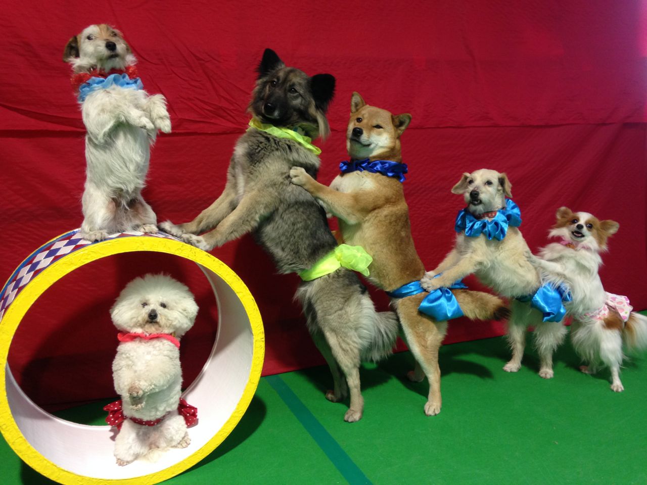 わんわん大サーカスの紹介写真5