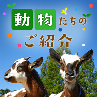 動物たちのご紹介