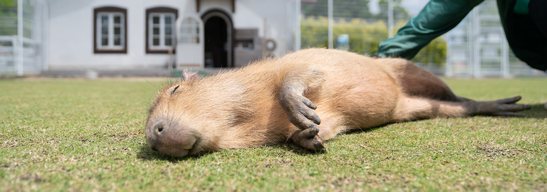 さわる 見る 滋賀農業公園ブルーメの丘 さわる 見る 滋賀農業公園ブルーメの丘