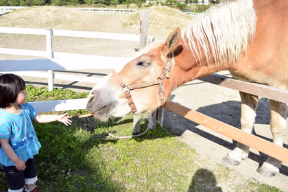 馬のえさやり