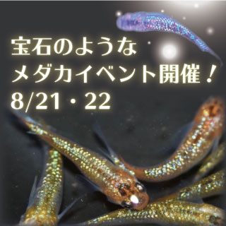 宝石のようなメダカイベント開催 滋賀農業公園ブルーメの丘 宝石のようなメダカイベント開催 滋賀農業公園ブルーメの丘