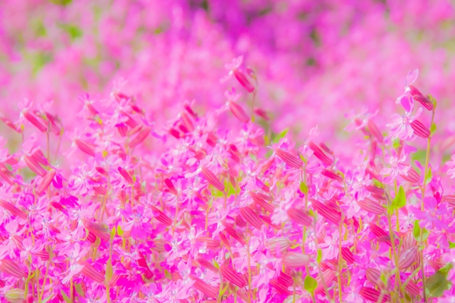 サクラナデシコ開花情報※2024年度は終了しました。 ｜ 滋賀農業公園  