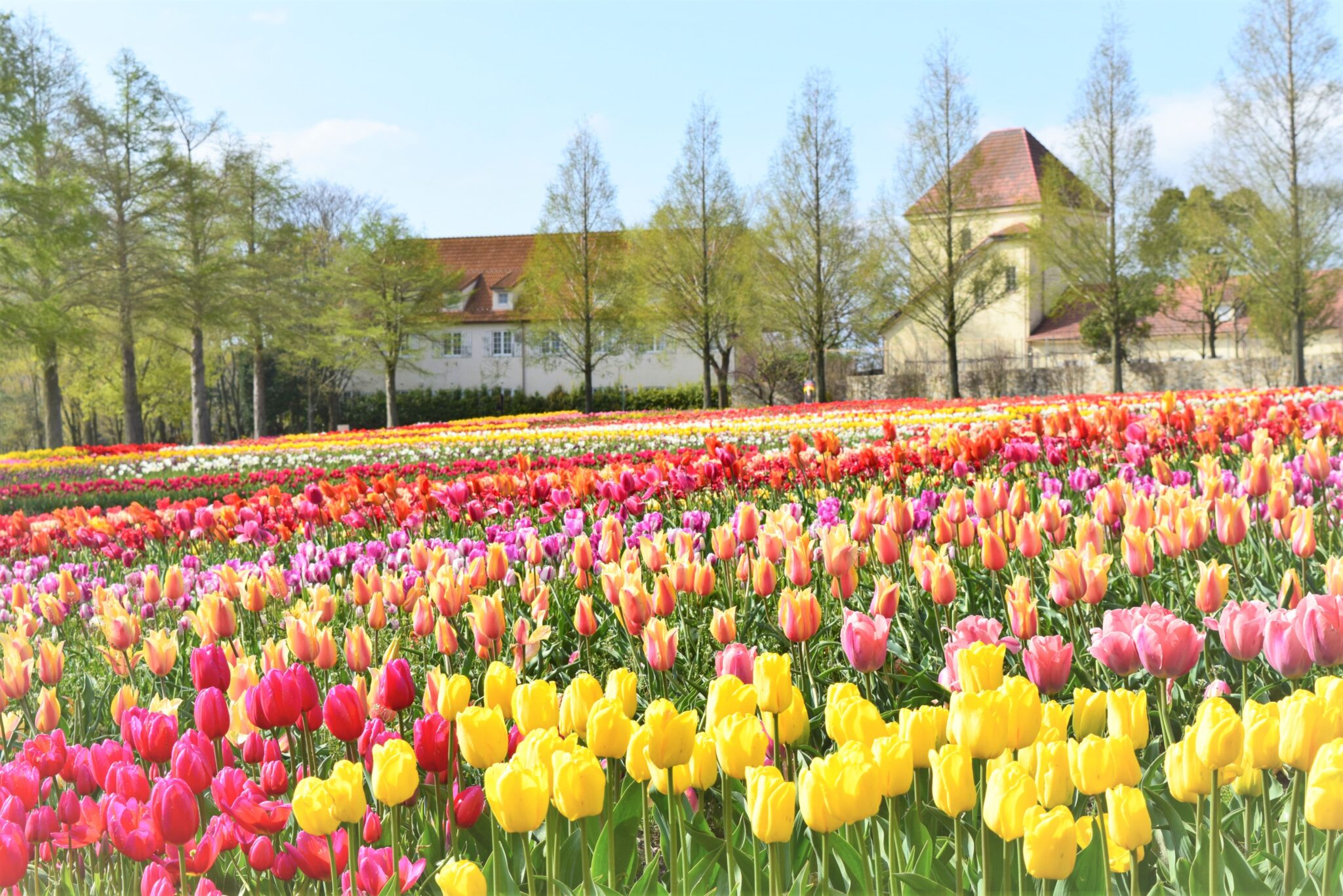 四季の花観察